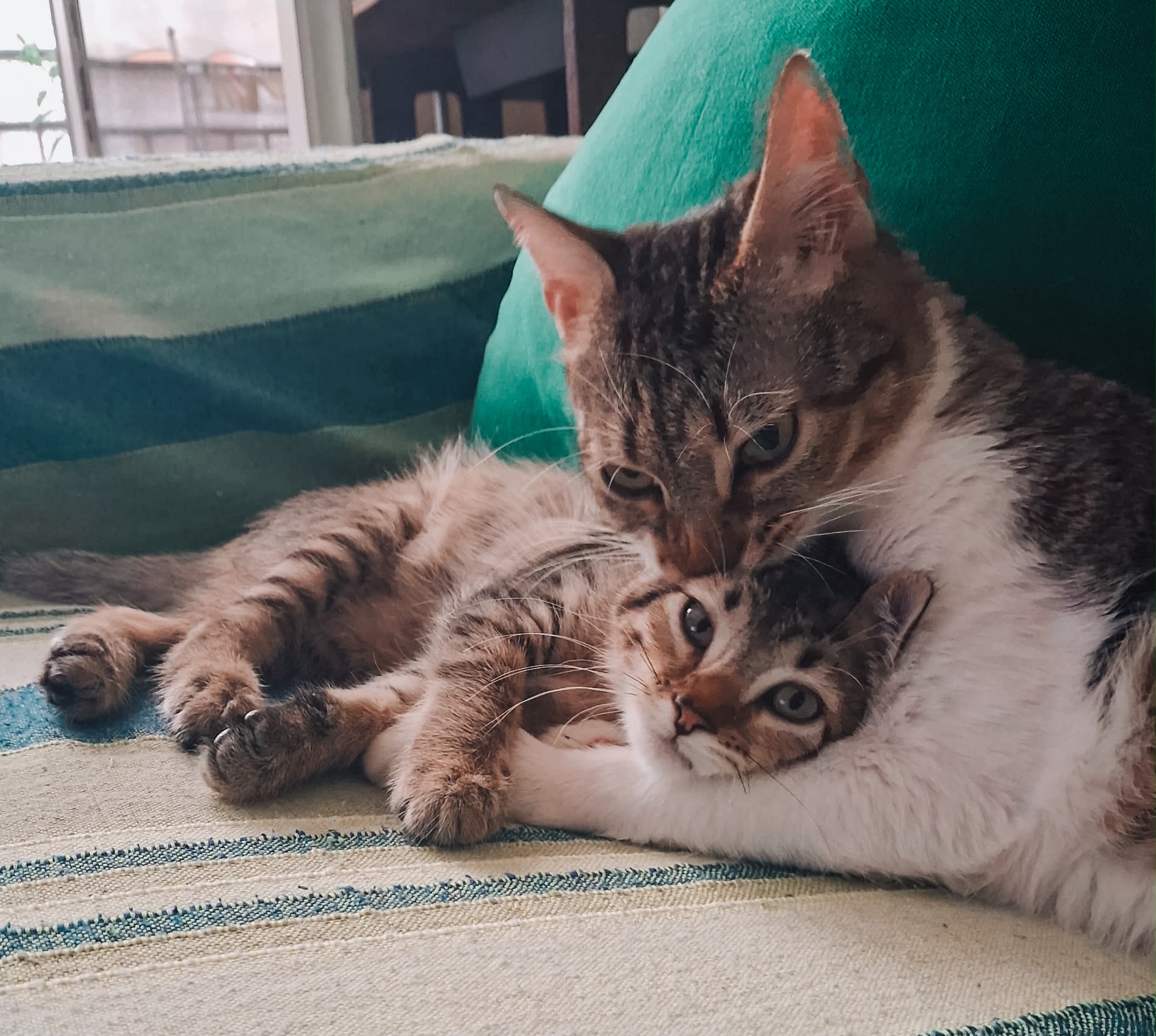 Mami i bebè gat de Més K Animals